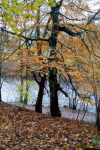 late autumn colours, Alston